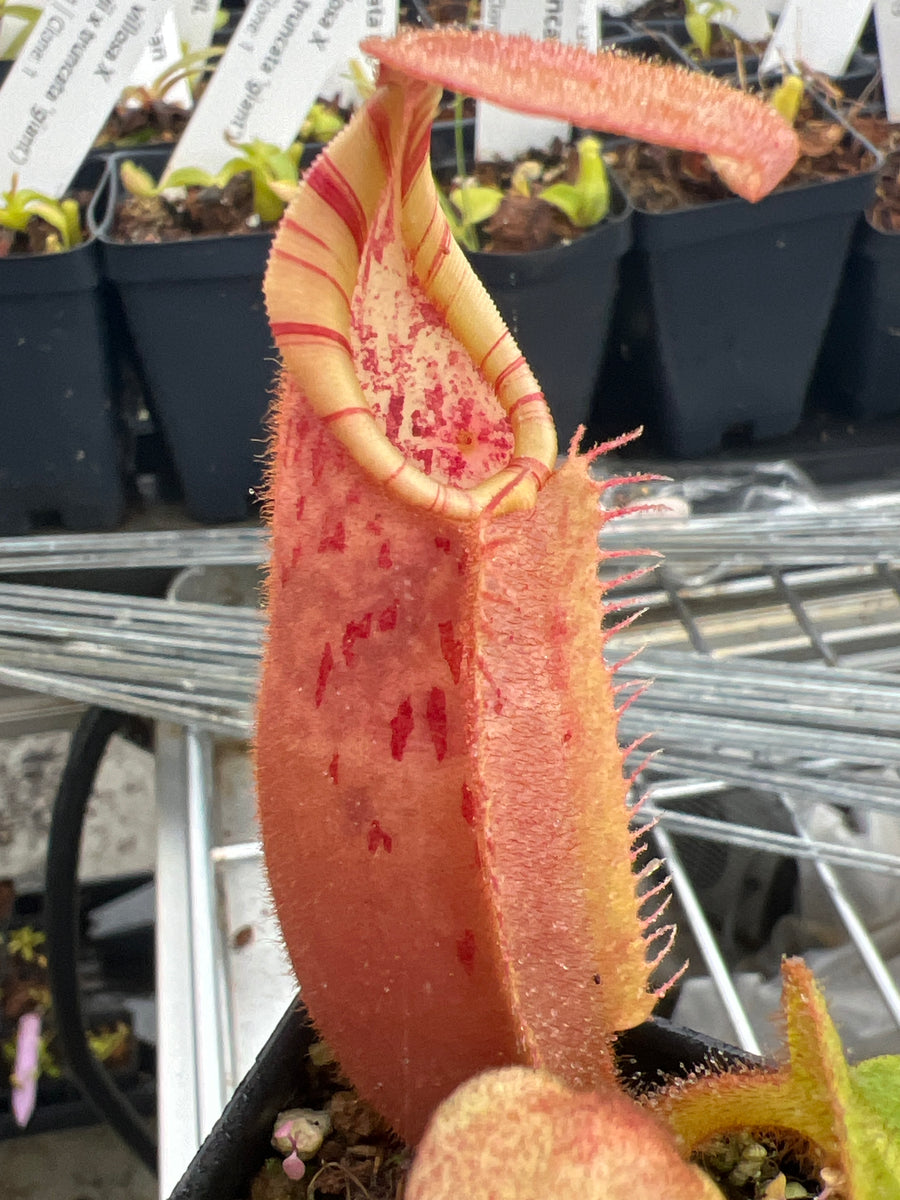 088EA0B4-9CB6-492E-A502-