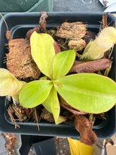 Load image into Gallery viewer, Nepenthes Sumatrana PTE-064