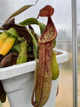 Load image into Gallery viewer, Photo of mature pitcher to show what they will look like when the plant grows to maturity.