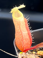 Load image into Gallery viewer, The pitcher on the N. Leonardoi for sale