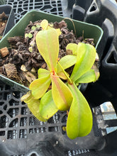 Load image into Gallery viewer, Nepenthes Phillipinensis (Rio Tuba Mine) clump 3”