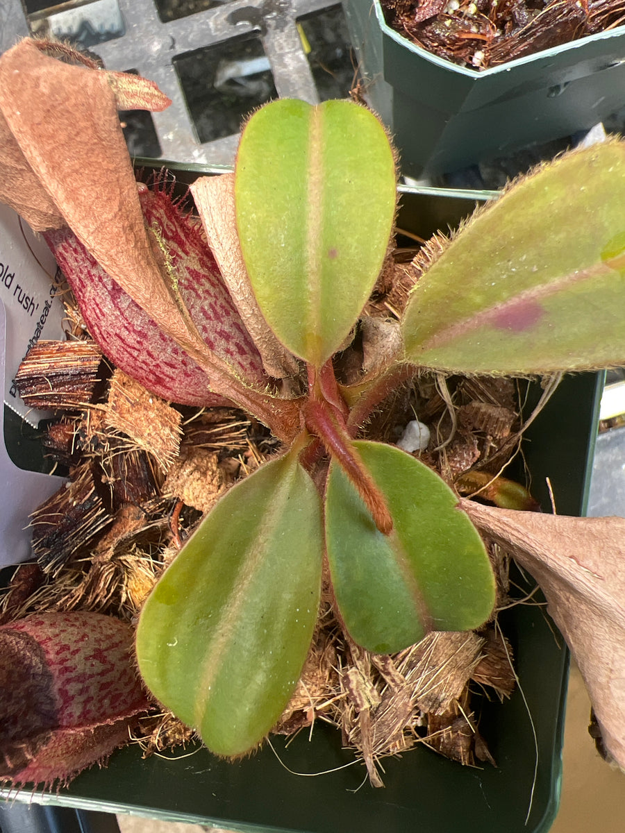 Nepenthes Rajah x Veitchii 'Gold Rush' BE-4603 seedgrown – Plants