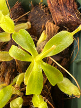 Load image into Gallery viewer, Nepenthes peltata x villosa PTE-076