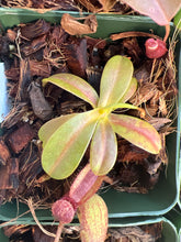 Load image into Gallery viewer, Small carnivorous plant with pinkish-red traps in a pot with brown mulch