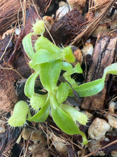 Load image into Gallery viewer, Nepenthes peltata x villosa PTE-076