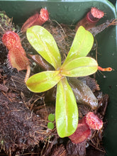 Load image into Gallery viewer, Carnivorous plant with bright green leaves and red pitcher-like structures in a pot.