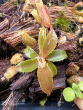 Load image into Gallery viewer, Nepenthes spec Anipahan PTE-034