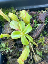 Load image into Gallery viewer, Nepenthes Harryana Mt. Tambuyukon PTE-019