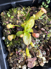 Load image into Gallery viewer, Photo of representative N. Rajah for sale