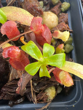 Load image into Gallery viewer, Nepenthes Villosa ABG