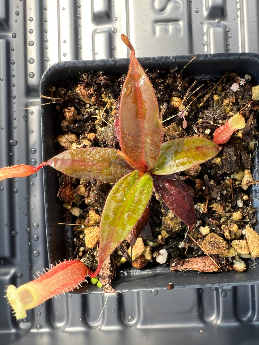 Nepenthes Leonardoi PTE-030 – Plants That Eat