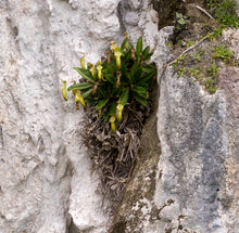 Load image into Gallery viewer, Small plant growing in a crevice of a rocky surface