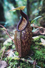 Load image into Gallery viewer, Mature lower pitcher from Nepenthes Sericea