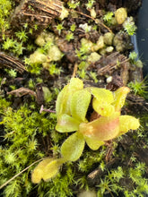 Load image into Gallery viewer, Nepenthes Veitchii bario squat x candy RSC PTE-040