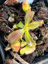 Load image into Gallery viewer, Nepenthes veitchii bario striped squat (Jirawat) PTE-054
