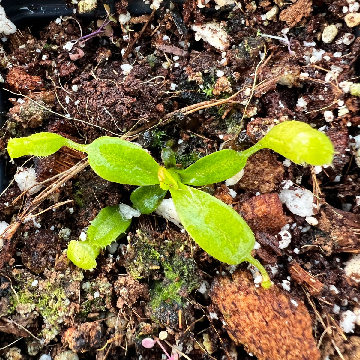 Nepenthes Villosa Tambuyukon PTE-040 – Plants That Eat