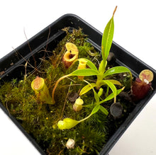 Load image into Gallery viewer, Small size, potted in 3.5" pot