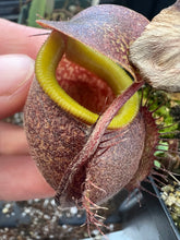 Load image into Gallery viewer, Nepenthes Undulatifolia PTE-050
