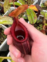 Load image into Gallery viewer, Nepenthes kinabaluensis x villosa? Tambuyukon PTE-051