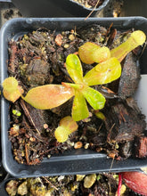 Load image into Gallery viewer, Nepenthes Ventricosa X Villosa PTE-031