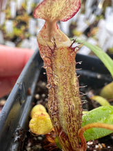 Load image into Gallery viewer, Nepenthes Sericea PTE-028