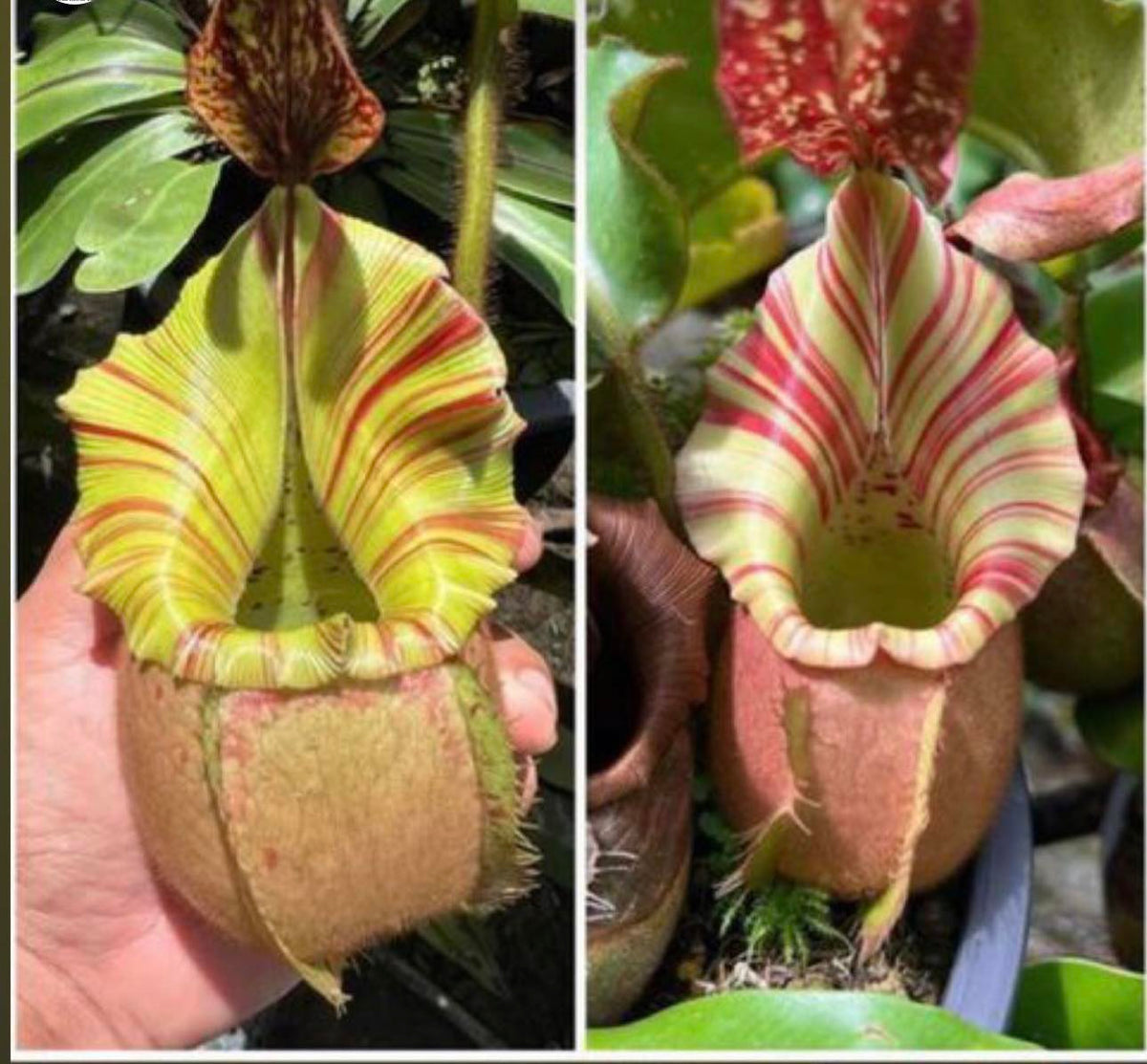 Nepenthes Veitchii bario squat x candy RSC PTE-040 – Plants That Eat