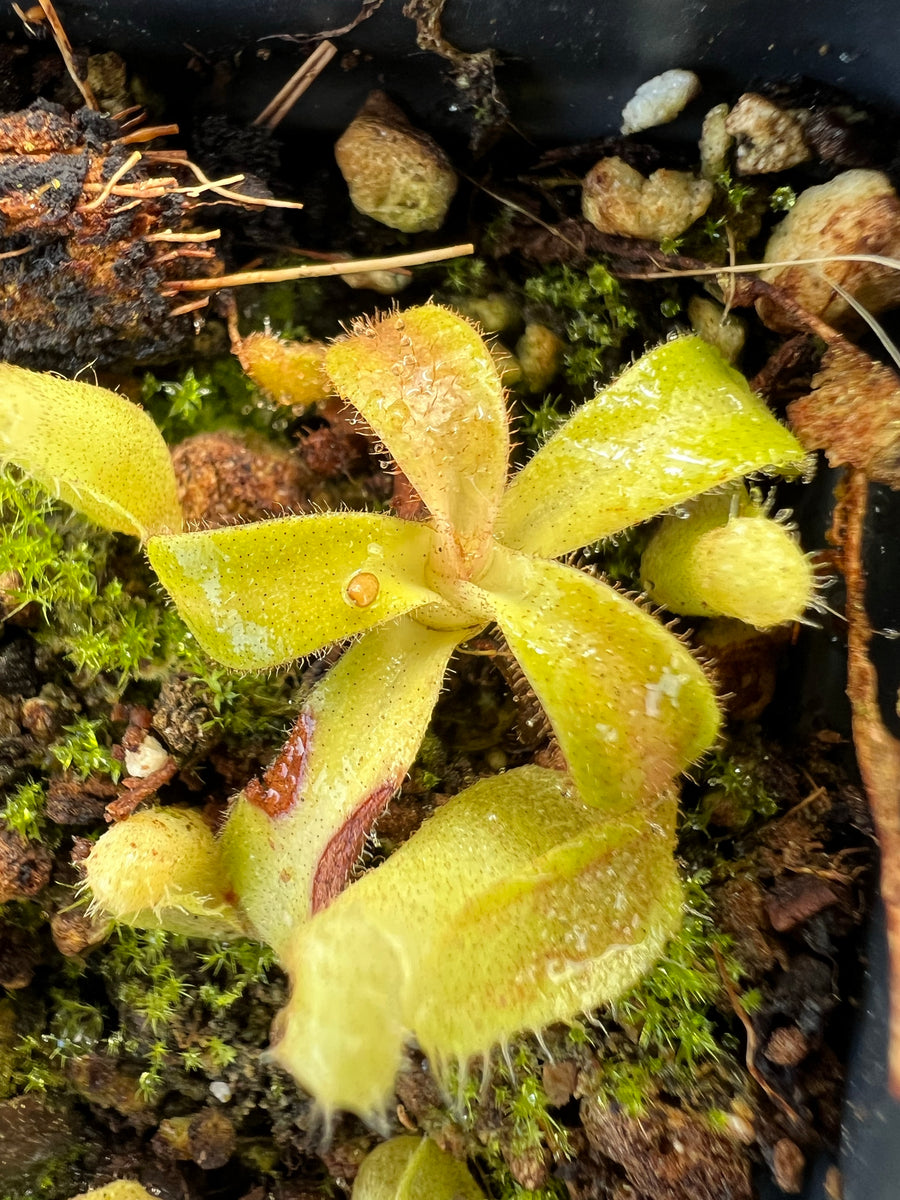 Nepenthes Veitchii bario squat x candy RSC PTE-040 – Plants That Eat