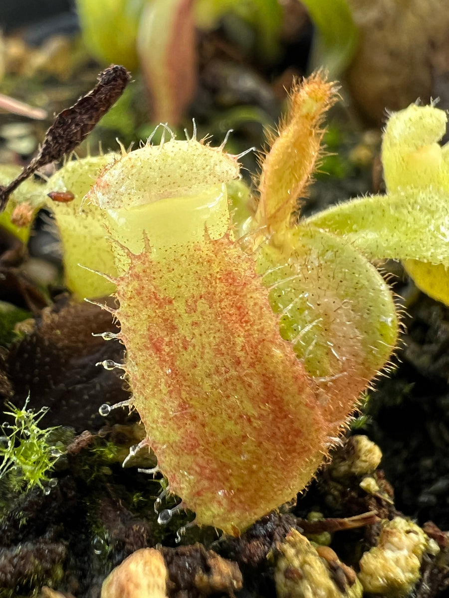 Nepenthes Veitchii bario squat x candy RSC PTE-040 – Plants That Eat