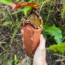 Load image into Gallery viewer, Red pitcher in nature
