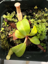 Load image into Gallery viewer, Nepenthes Clipeata PTE-045