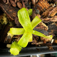 Load image into Gallery viewer, Nepenthes Undulatifolia PTE-050