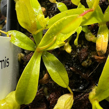 Load image into Gallery viewer, Nepenthes Inermis G. Talang PTE-047