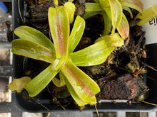 Load image into Gallery viewer, Nepenthes Undulatifolia PTE-050