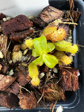 Load image into Gallery viewer, Nepenthes Villosa X (Lowii X Truncata giant) PTE-021