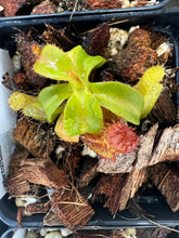 Load image into Gallery viewer, Nepenthes Villosa X (Lowii X Truncata giant) PTE-021