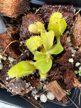 Load image into Gallery viewer, Nepenthes Truncata HL PTE-017