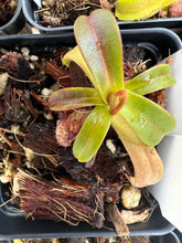 Load image into Gallery viewer, Nepenthes Sericea PTE-028
