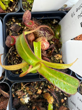 Load image into Gallery viewer, Nepenthes Sericea PTE-028