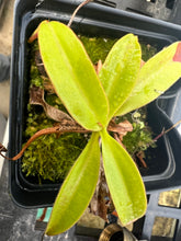 Load image into Gallery viewer, Nepenthes Sumatrana PTE-064