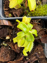 Load image into Gallery viewer, Nepenthes Undulatifolia PTE-050
