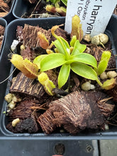 Load image into Gallery viewer, Nepenthes Harryana Mt. Tambuyukon PTE-019