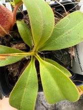 Load image into Gallery viewer, Nepenthes peltata x lowii kinabalu PTE-071