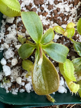 Load image into Gallery viewer, A close-up of a green carnivorous pitcher plant growing in a container filled with white perlite and brown potting medium.