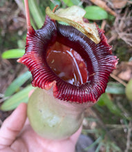 Load image into Gallery viewer, Nepenthes Ventricosa Mt. Guiwan PTE-042