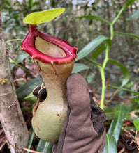 Load image into Gallery viewer, Nepenthes Ventricosa Mt. Guiwan PTE-042