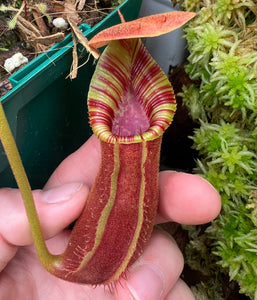 Nepenthes Trusmadiensis X Robcantleyi BE-4018
