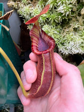 Load image into Gallery viewer, Nepenthes Trusmadiensis X Robcantleyi BE-4018
