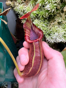 Nepenthes Trusmadiensis X Robcantleyi BE-4018