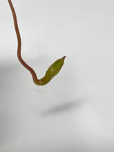 Load image into Gallery viewer, Nepenthes Jacquelineae CK seedgrown