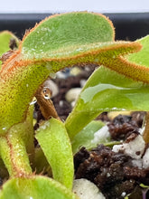 Load image into Gallery viewer, Nepenthes Truncata HL (striped and hairy clone) PTE-017